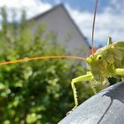 Besuch auf dem Balkongeländer