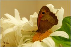 Besuch auf dem Blumenstrauß