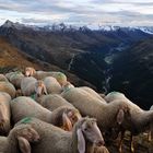 Besuch auf dem Brunnenkogelhaus (Ötztal)