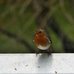 Besuch auf dem Fensterbrett