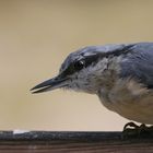 " Besuch auf dem Fensterbrett........." :O)))