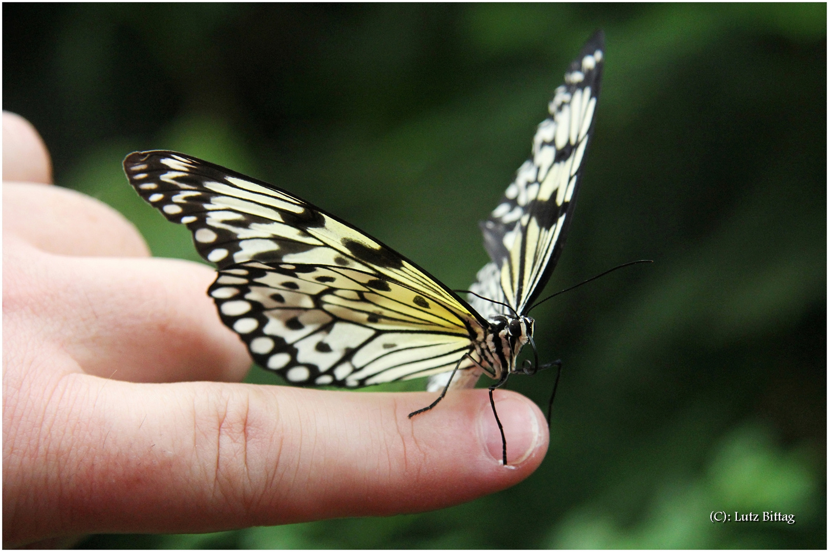 Besuch auf dem Finger