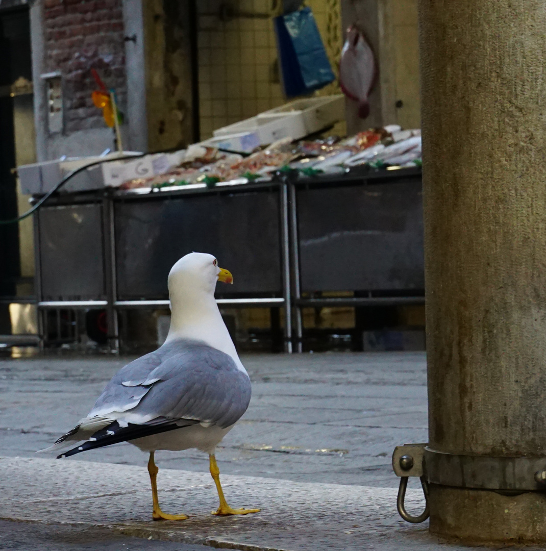 Besuch auf dem Fischmarkt