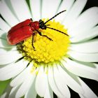 Besuch auf dem Gänseblümchen...