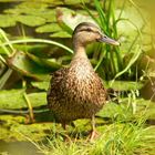 Besuch auf dem Gartenteich