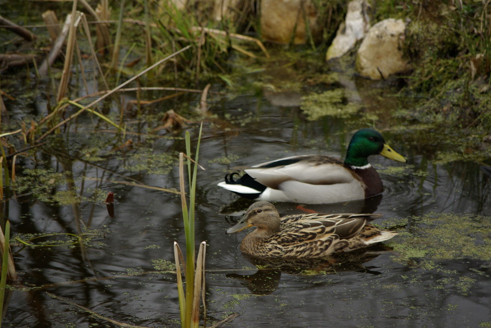 Besuch auf dem Gartenteich