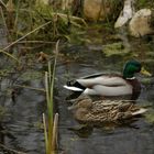 Besuch auf dem Gartenteich