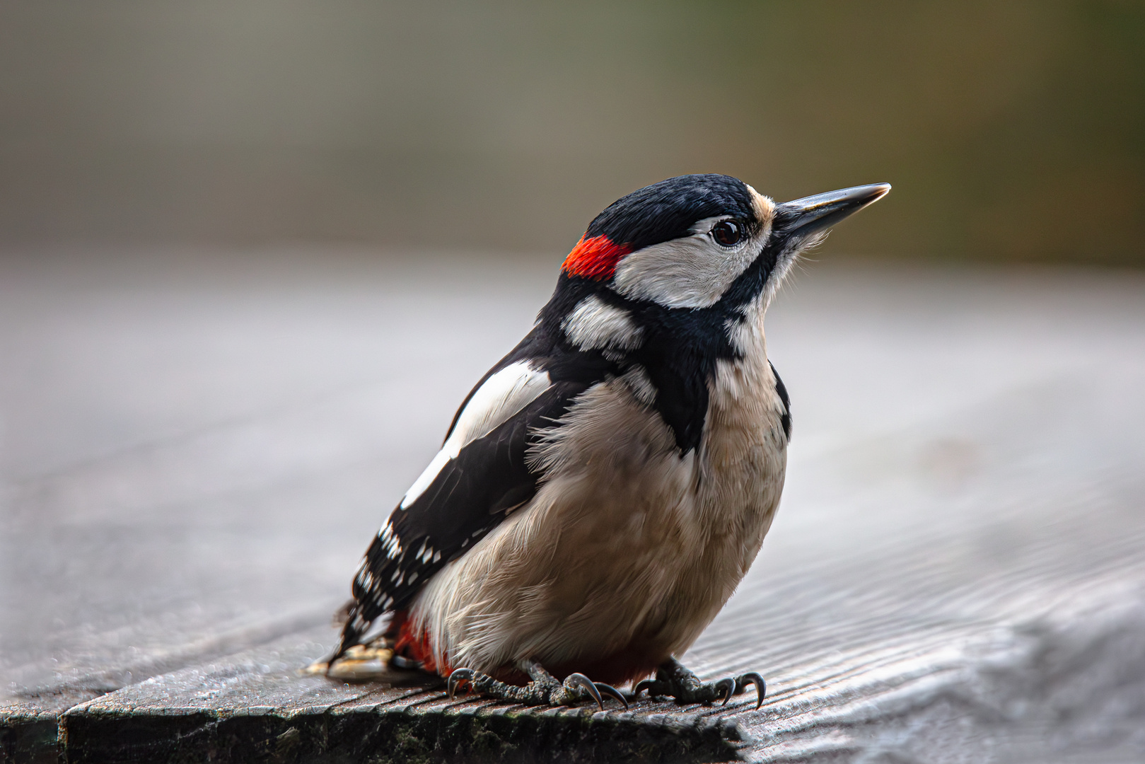 Besuch auf dem Gartentisch