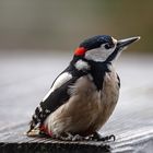 Besuch auf dem Gartentisch