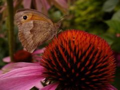 Besuch auf dem Igelchen