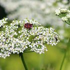 Besuch auf dem Kerbel