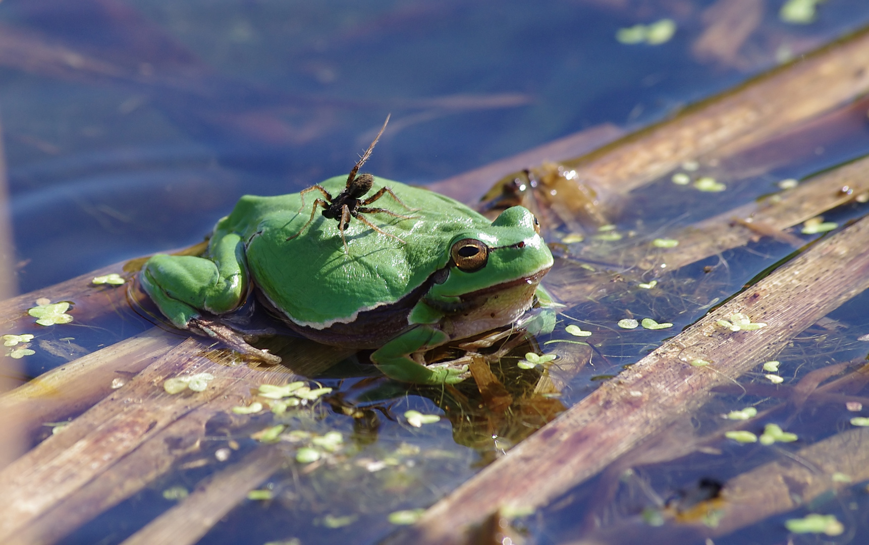 Besuch auf dem Laubfrosch