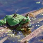 Besuch auf dem Laubfrosch