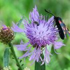 Besuch auf dem Mittwochsblümchen.................