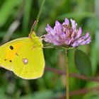 Besuch auf dem Mittwochsblümchen