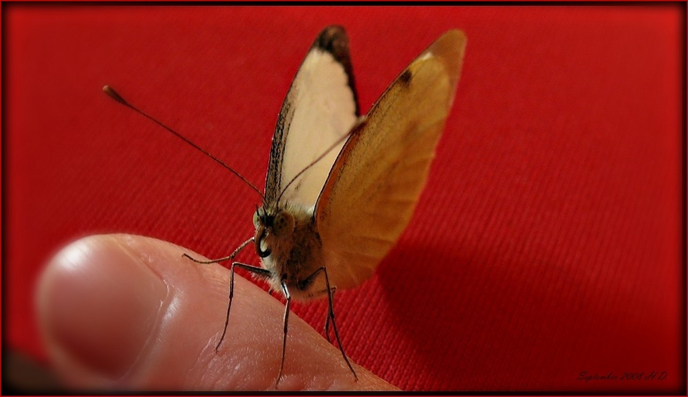 Besuch auf dem Mousepad