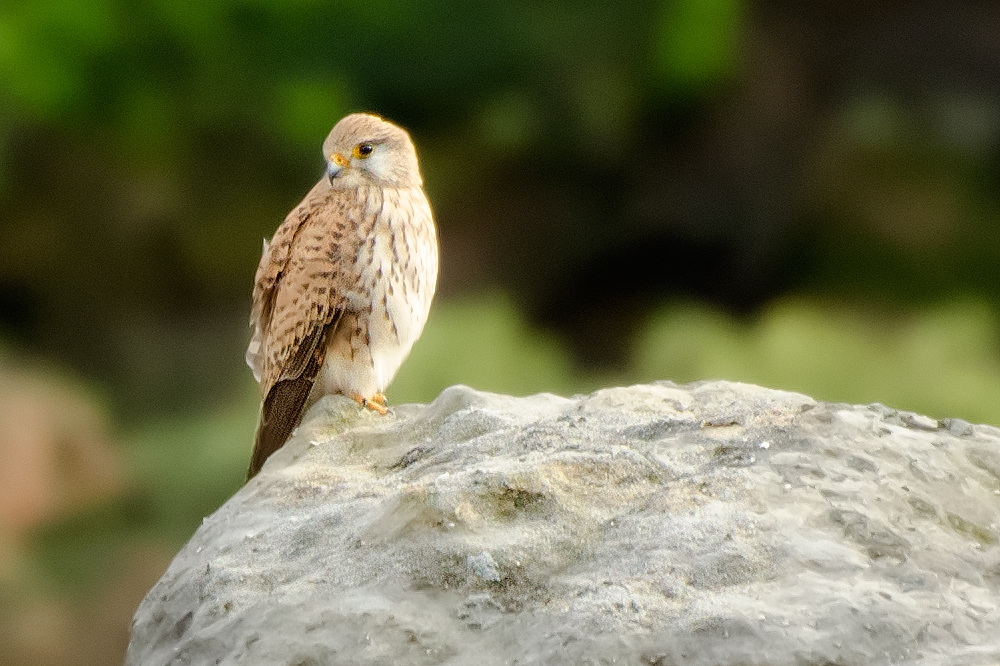 Besuch auf dem Nachbargipfel