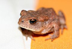 "Besuch auf dem Picknick-Kissen"