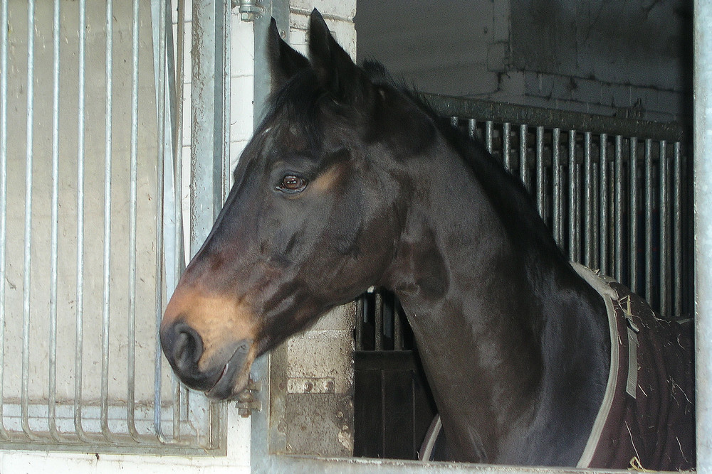 Besuch auf dem Ponyhof