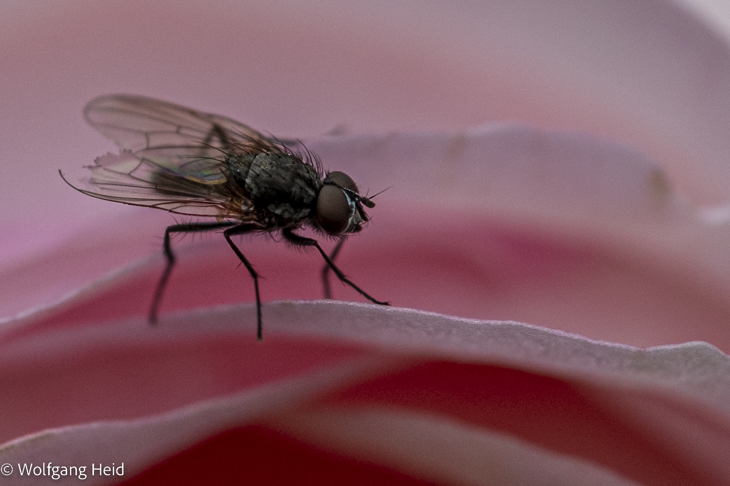 Besuch auf dem Rosenblatt: