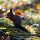 Besuch auf dem Wiener Zentralfriedhof 