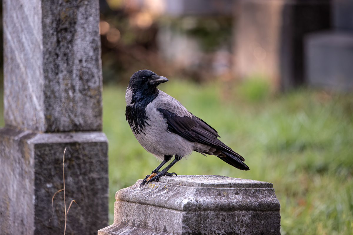 Besuch auf dem Wiener Zentralfriedhof 