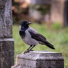 Besuch auf dem Wiener Zentralfriedhof 