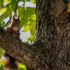 Besuch auf dem Wiener Zentralfriedhof 