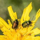 Besuch auf dem Wiesenbocksbart