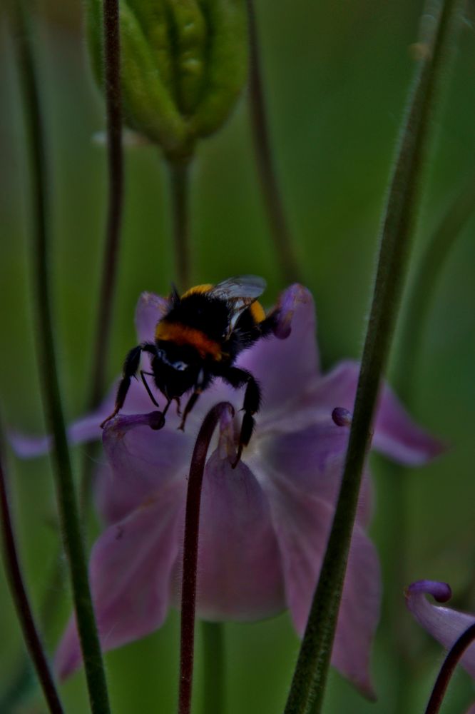 Besuch auf der Akelei