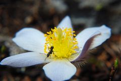 Besuch auf der Alpenküchenschelle