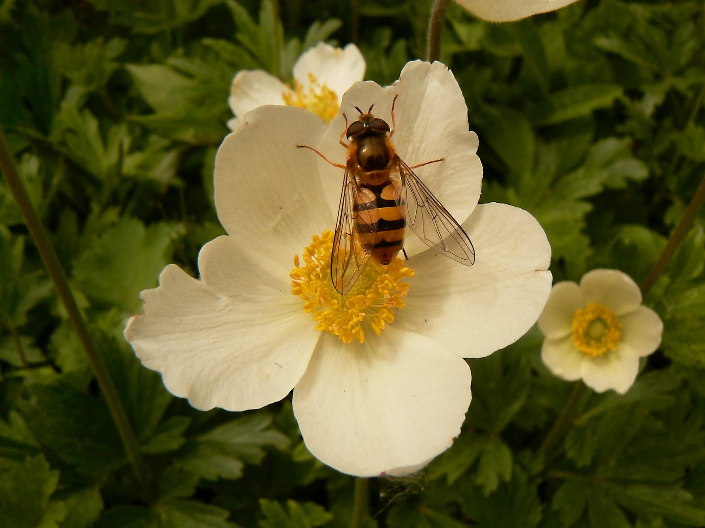 Besuch auf der Anemone