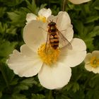 Besuch auf der Anemone