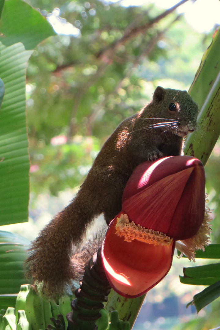 Besuch auf der Bananenblüte 