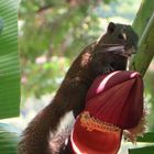 Besuch auf der Bananenblüte 