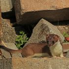 Besuch auf der Baustelle