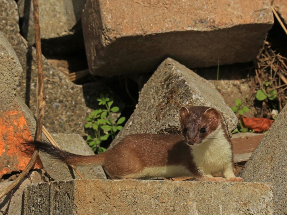 Besuch auf der Baustelle