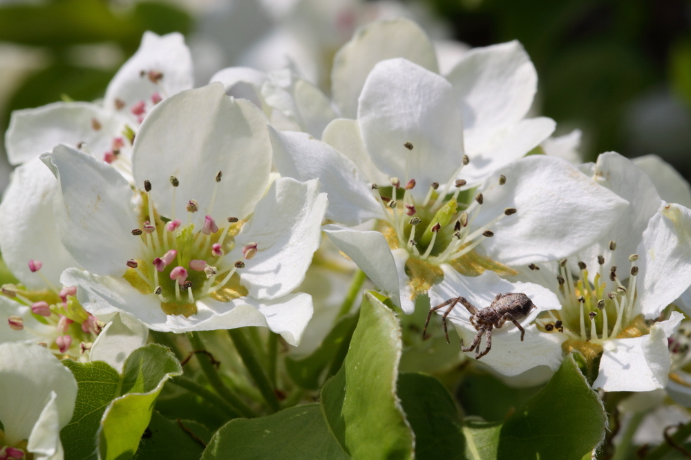 Besuch auf der Birnenblüte