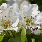 Besuch auf der Birnenblüte