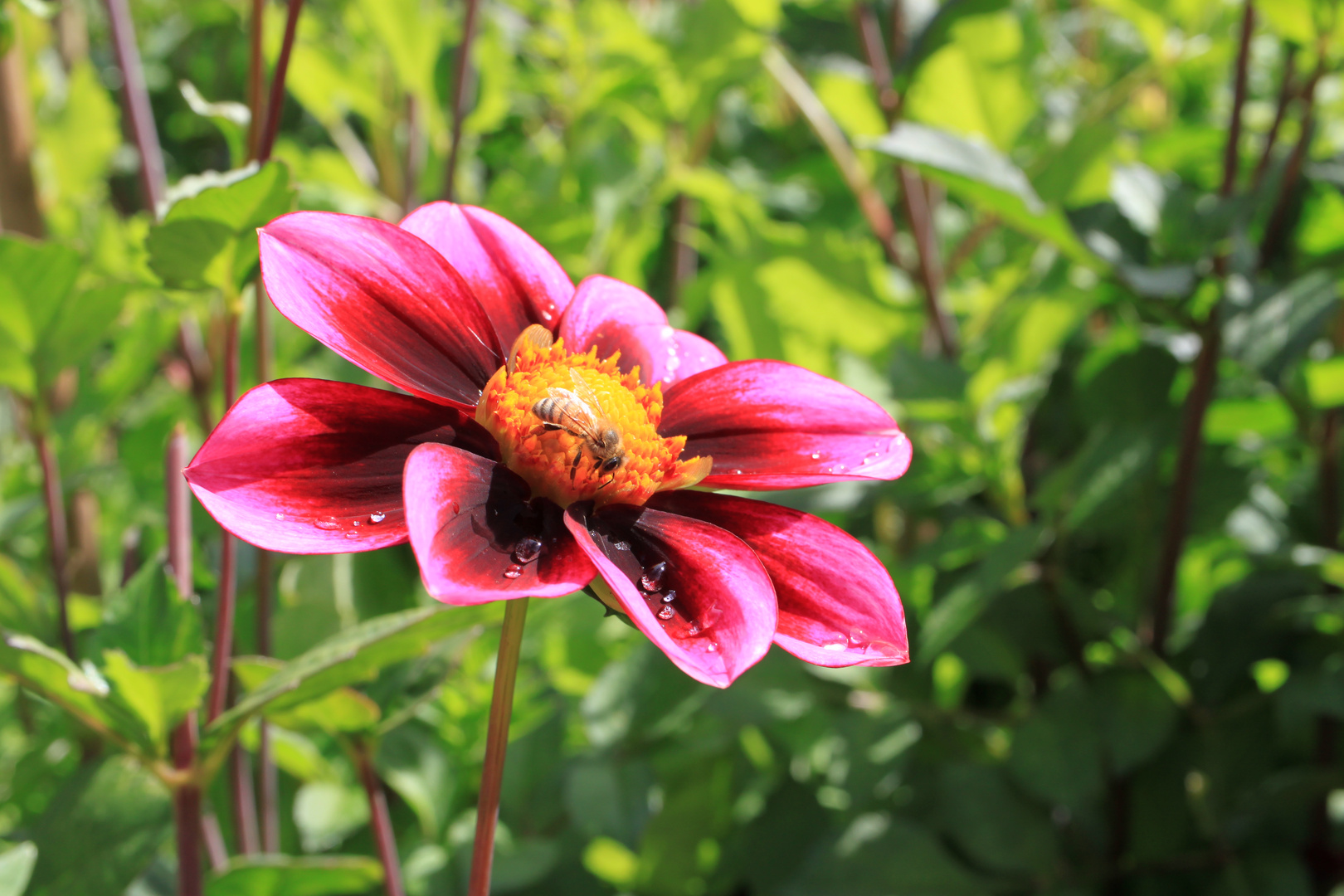 Besuch auf der Blüte