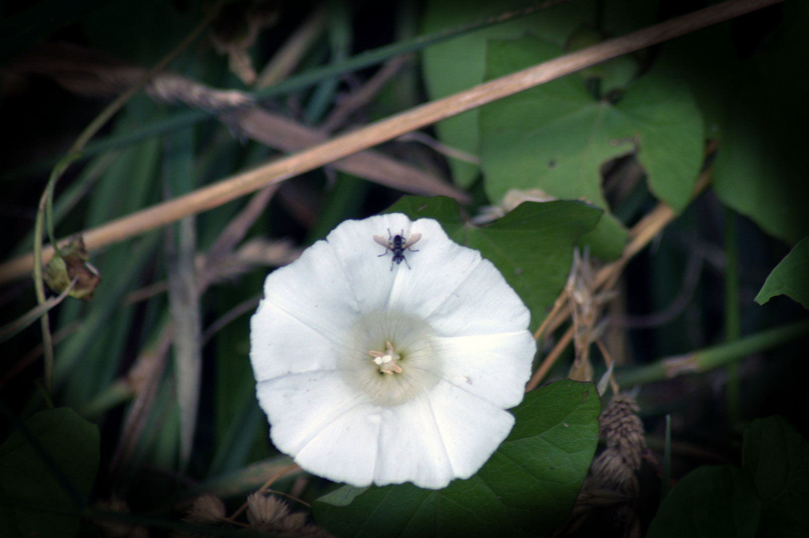 Besuch auf der Blüte