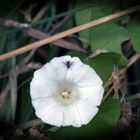 Besuch auf der Blüte