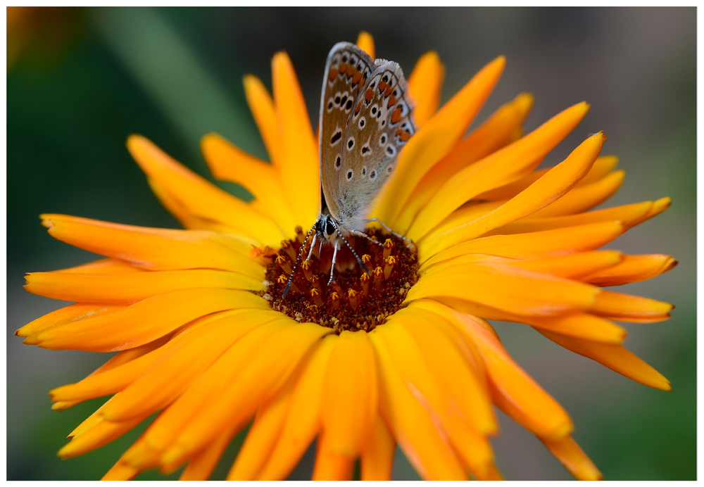 Besuch auf der Blüte