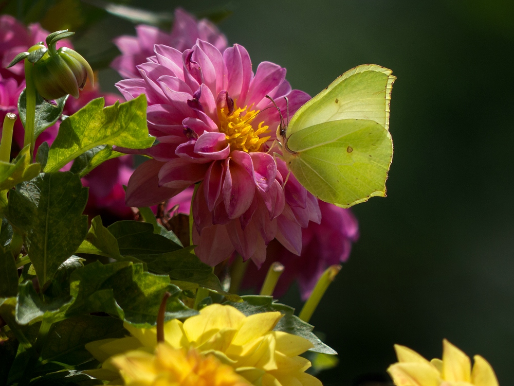 Besuch auf der Blüte