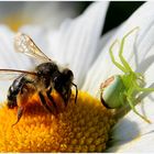 Besuch auf der Blüte