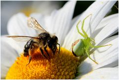 Besuch auf der Blüte