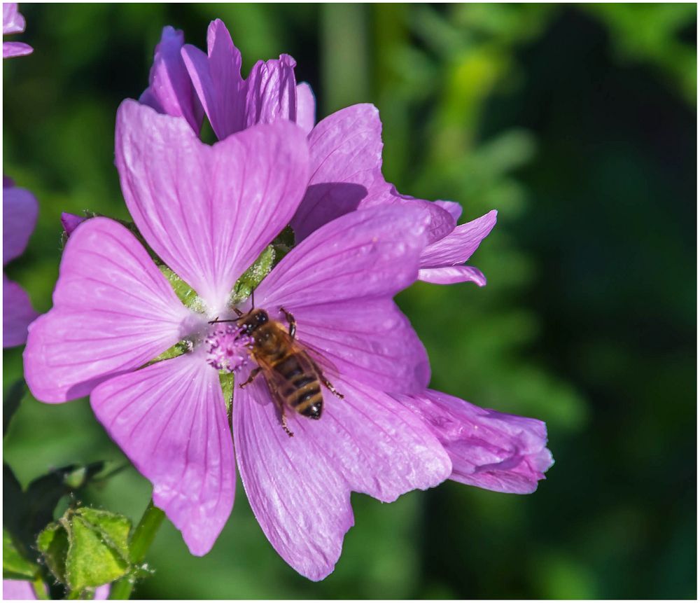 Besuch auf der Blüte