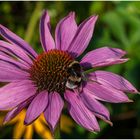 Besuch auf der Blume