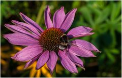 Besuch auf der Blume