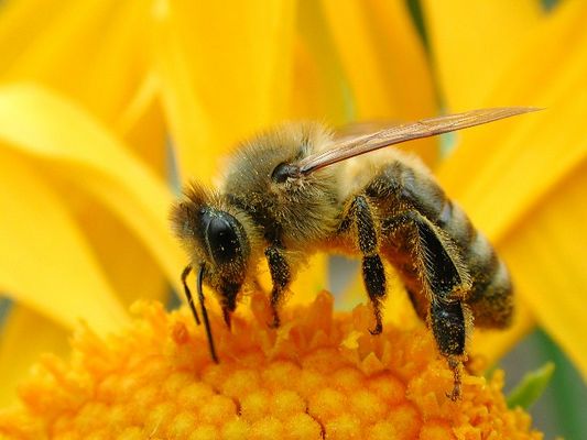 Besuch auf der Blume